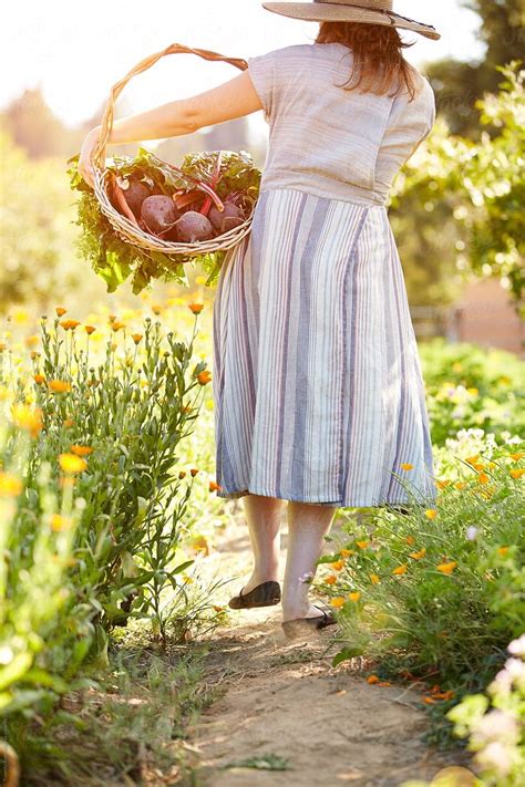 Woman Farmer Picking Veggies At Her Organic Farm By Stocksy