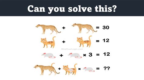 Leopard Rat And Cat Puzzle Can You Solve It Youtube