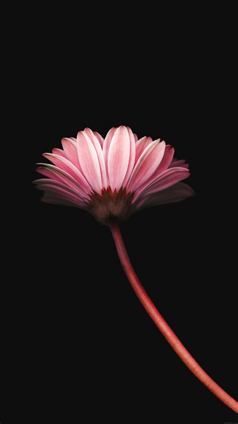 Lonely Flower Best Htc M9 Wallpapers