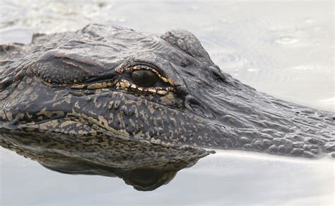 The Alligator And Louisiana History Airboat Adventures Alligator Tours