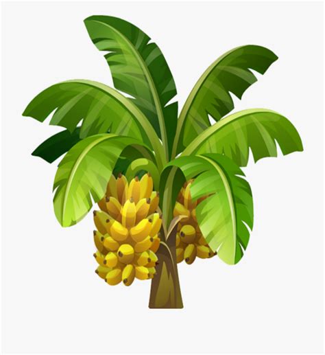We did not find results for: #mq #banana #tree #trees #fruit #fruits - Banana Trees ...