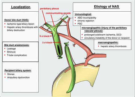 Biliary Complications After Liver Transplantation Old Problems And New