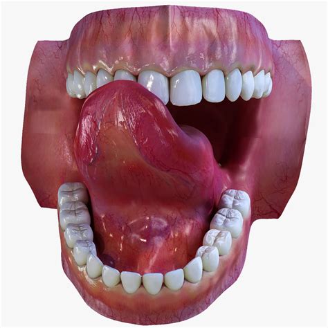 Mouth 3D Model Free