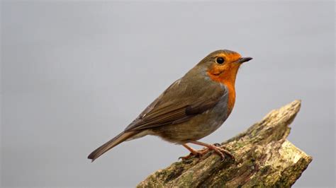 Sconzani British Birds Little Robin Redbreast