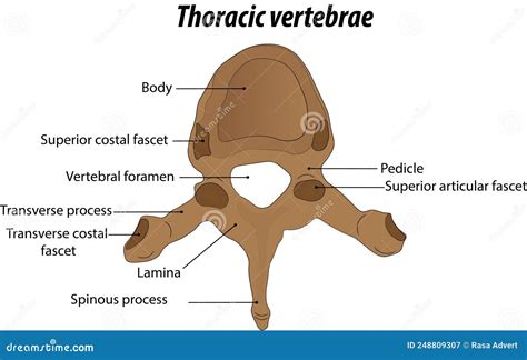Anatomy Of The Thoracic Vertebrae Labeled Diagram Vector Illustration Drawing Cartoondealer
