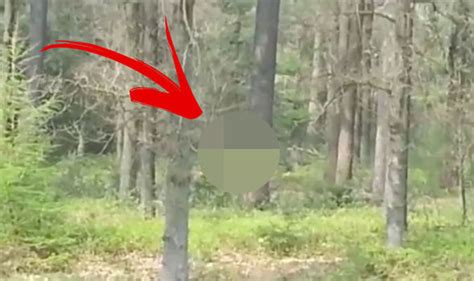 Has Bigfoot Been Spotted In Holland Tourists Shocked By This Creature