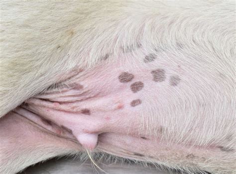 What Are Spots On Dogs Belly