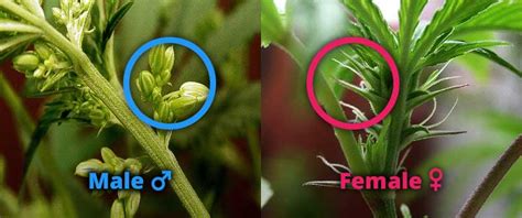 Cbd Hemp Seeds The Definitive Guide To Purchasing Seeds In 2020