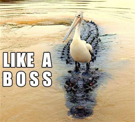 The meme generator is a flexible tool for many purposes. 12 Funniest Pics of Like a BOSS Meme! | sussurroeterno