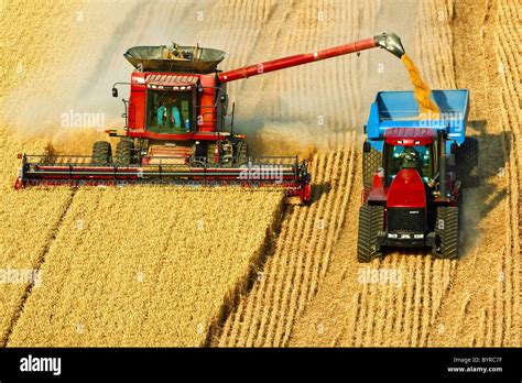 A Case Ih Combine Harvests Wheat While Unloading On The Go Into A