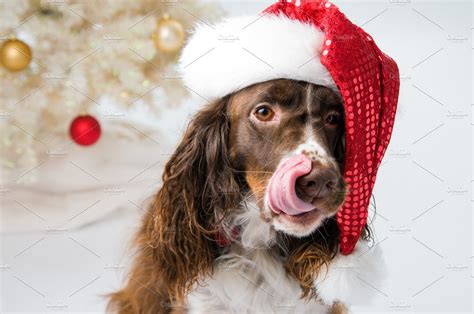 Cute Dog Wearing A Santa Hat ~ Animal Photos ~ Creative Market