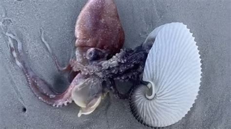 Video Scientist Encounters A Paper Nautilus Octopus On Muizenberg Beach