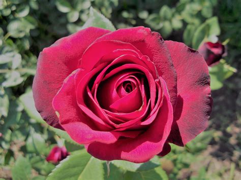 Images Gratuites Fleur Pétale Rouge Rose Flore Des Roses