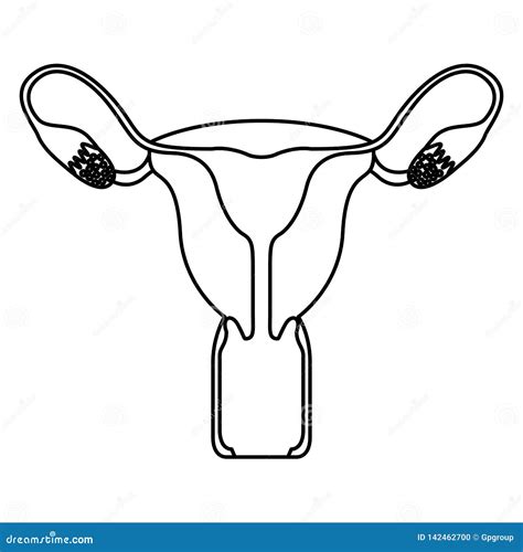 Sketch Silhouette Female Reproductive System Vector Illustration