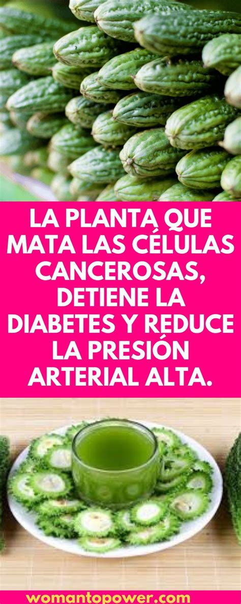Las plantas ms aconsejables son las siguientes: La planta que mata las células cancerosas detiene la diabetes y reduce la presión arterial alta ...