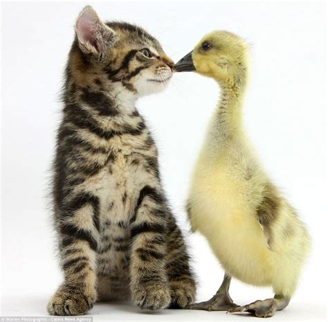 Tiny Kittens Cuddly Puppies And Fluffy Ducks Pair Up For Cute Photo
