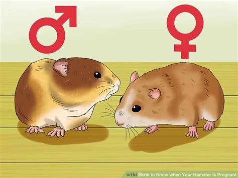 How To Know When Your Hamster Is Pregnant With Pictures