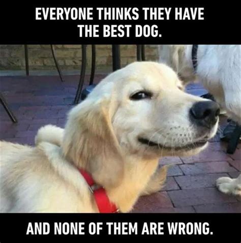 Funny Animal Memes Of The Day 21 Pics