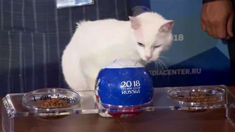 russia s psychic cat achilles correctly predicts world cup opening game winner elite readers