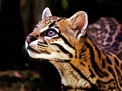 Ocelot The Most Beautiful Cat In The World