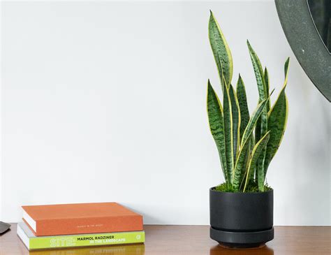 How To Arrange Indoor Plants Like A Pro — Plant Care Tips