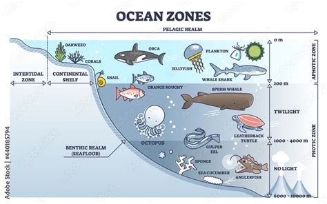 Ocean Zones Division With Depth Or Light Penetration In Water Outline