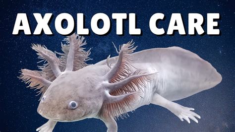 Axolotl Care Guide Housing Feeding And Tank Mates Ambystoma