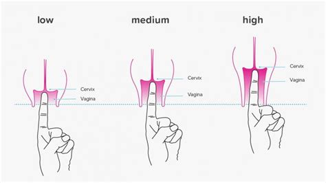 A Complete Guide To The Menstrual Cup By Lakshmi Venugopal Sociomix