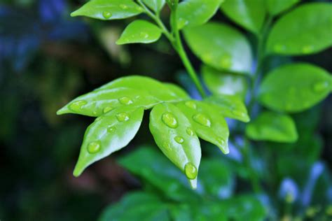 Wet Leaves Of Exotica Free Stock Photo Public Domain Pictures
