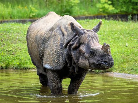 Los 12 animales más peligrosos de Asia - Mis Animales