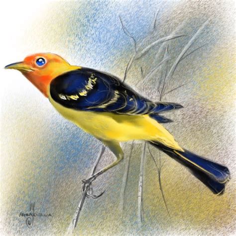 Western Tanager Bird Drawings Bird Species Birds Painting Westerns
