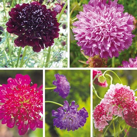 Scabious Plant Collection From Mr Fothergills Seeds And Plants