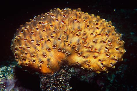 Colonial Sea Squirt Photograph By Newman And Flowers