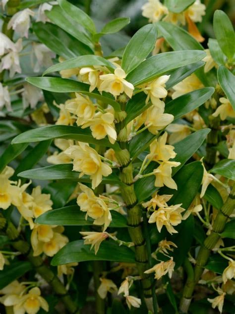 How To Care For A Dendrobium Nobile Orchid With Pictures Smart Garden Guide