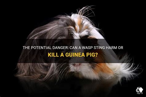 The Potential Danger Can A Wasp Sting Harm Or Kill A Guinea Pig Petshun