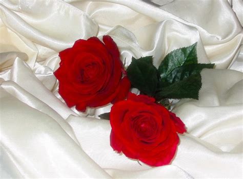 Roses are most commonly associated with love and romance. Pictures of Roses : With Attached Beauty And Meanings
