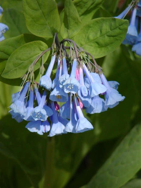 Treasures At Lewis Ginter Botanical Gardens Spring Plant Sale May 1 3