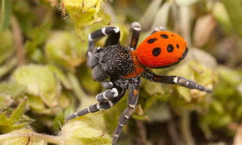 15 Of The Most Colorful Spiders In The World A Z Animals