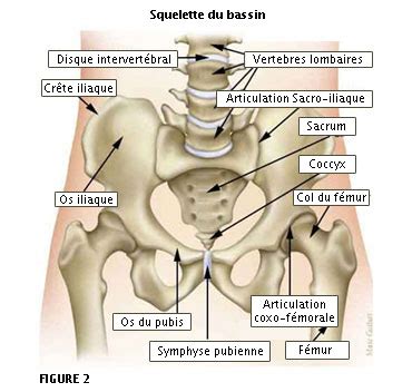 Le premier symptôme est bien sûr la douleur très vive dans le haut de la cuisse et au niveau du bassin. anatomie ceinture pelvienne