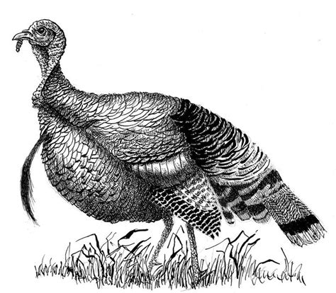 Wild Turkey Drawing At Explore Collection Of Wild Turkey Drawing