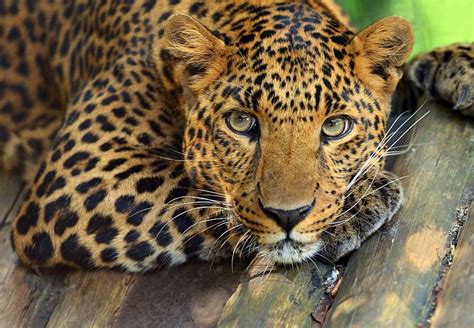 Most Endangered Animals The Top 5 The Great Projects