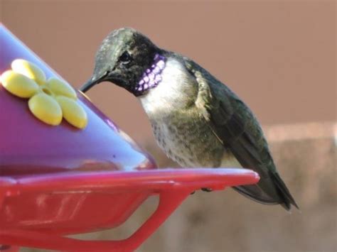 Share in the fun & excitement of reporting when you see hummingbirds in your area! 04/03/2020 The Hummingbirds Are Advancing North