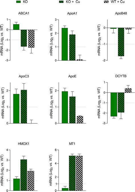 Modulation Of Gene Expression Following Atp7b Knockout Of Intestinal