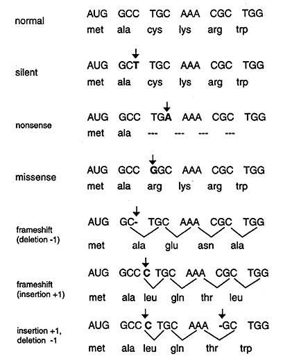 Type Of Dna Mutations Biochemistry Medbullets Step 1