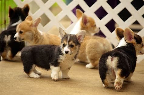 Your Corgi What To Expect For The First Year I Like Corgis Puppy