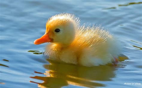Yellow Duckling On Rippling Body Of Water In Close Up Photography At