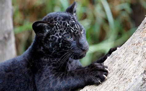 Black Leopard Cub Adorable Amazing Animals Melanistic