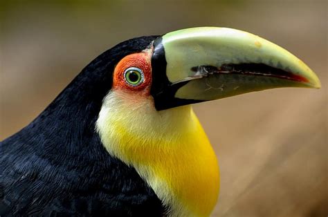 Toucan Bird Wild Animal Wildlife Color Colorful Nature Exotic