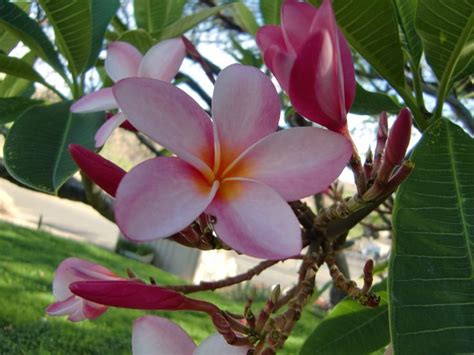 Pin Op Hawaii Flower・lei・plantation ＜ハワイ・花＞