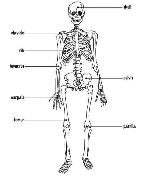 5 best images of kids skeletal system diagram skeletal system skeleton diagram, skeletal. Unlabeled Human Skeleton Diagram . Unlabeled Human ...